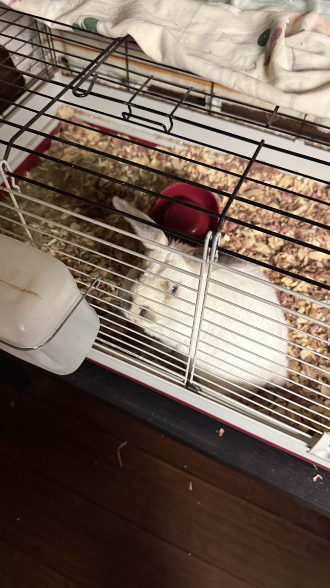 prayerdude's tweet photo. Sometimes the bunny rabbit 🐇 turns over his dish if he’s angry-hungry… he’s older and he’s picky about his food — eating the good stuff he likes and then the rabbit pellets. #OldRabbit https://t.co/kX3CnvCVIv