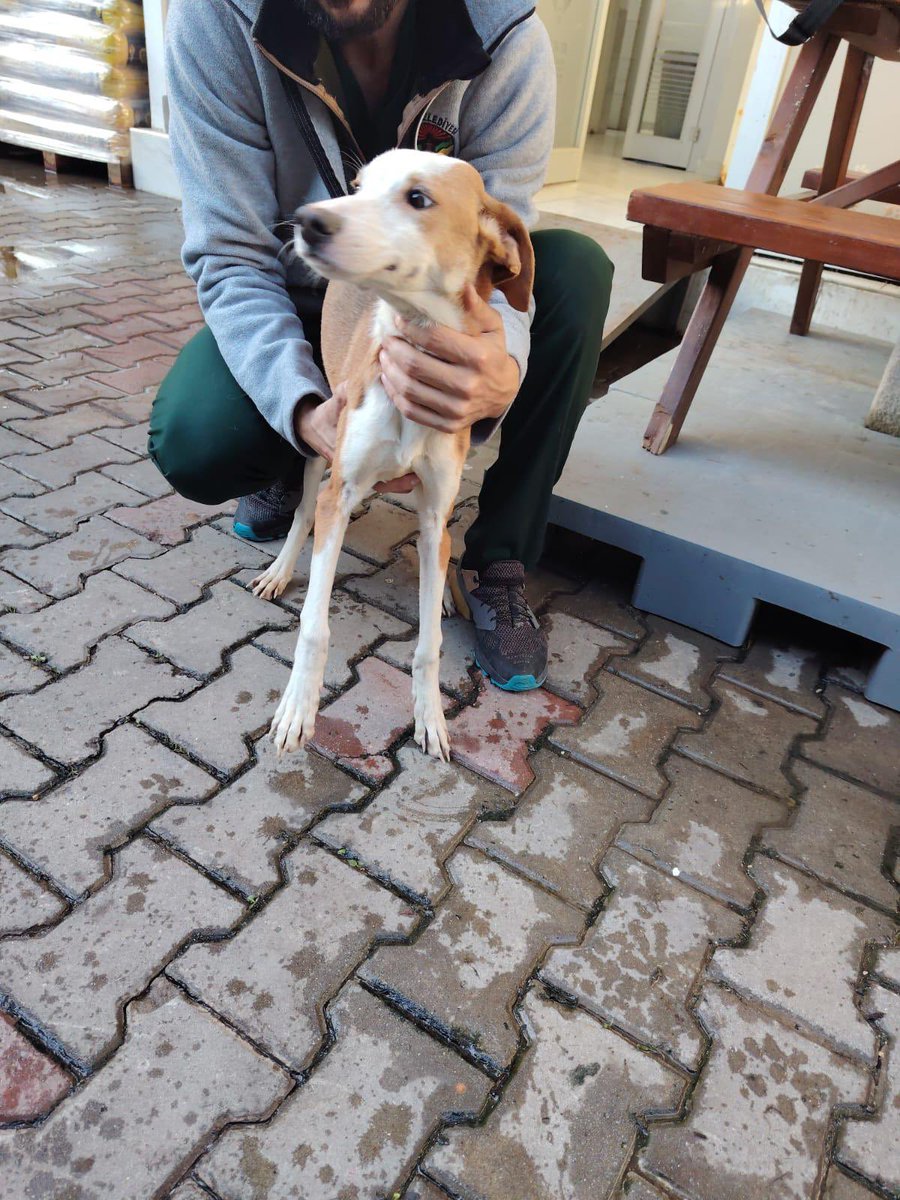 1 yaş civarında barınağa terkedilmiş minik. 
diğer köpeklerden korktuğu için yemek yiyemiyor diye kedilerin olduğu bölüme koymuşlar😭 
yuva arıyorum istanbul
barınakta yokolmasın