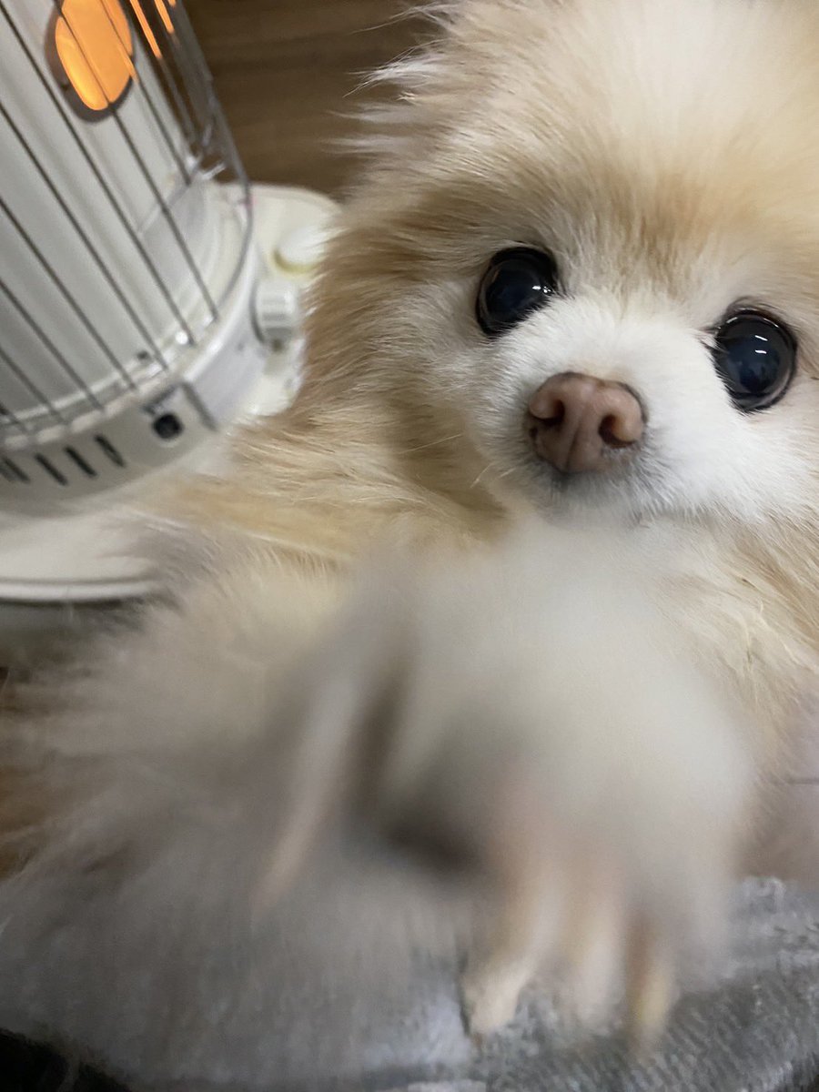 おつき@Thunder Bird Hills tweet media