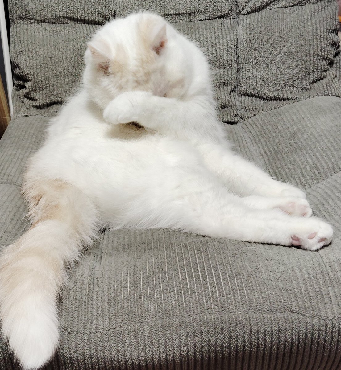 福ちゃん (@fukuchanwhite) / Posts / X