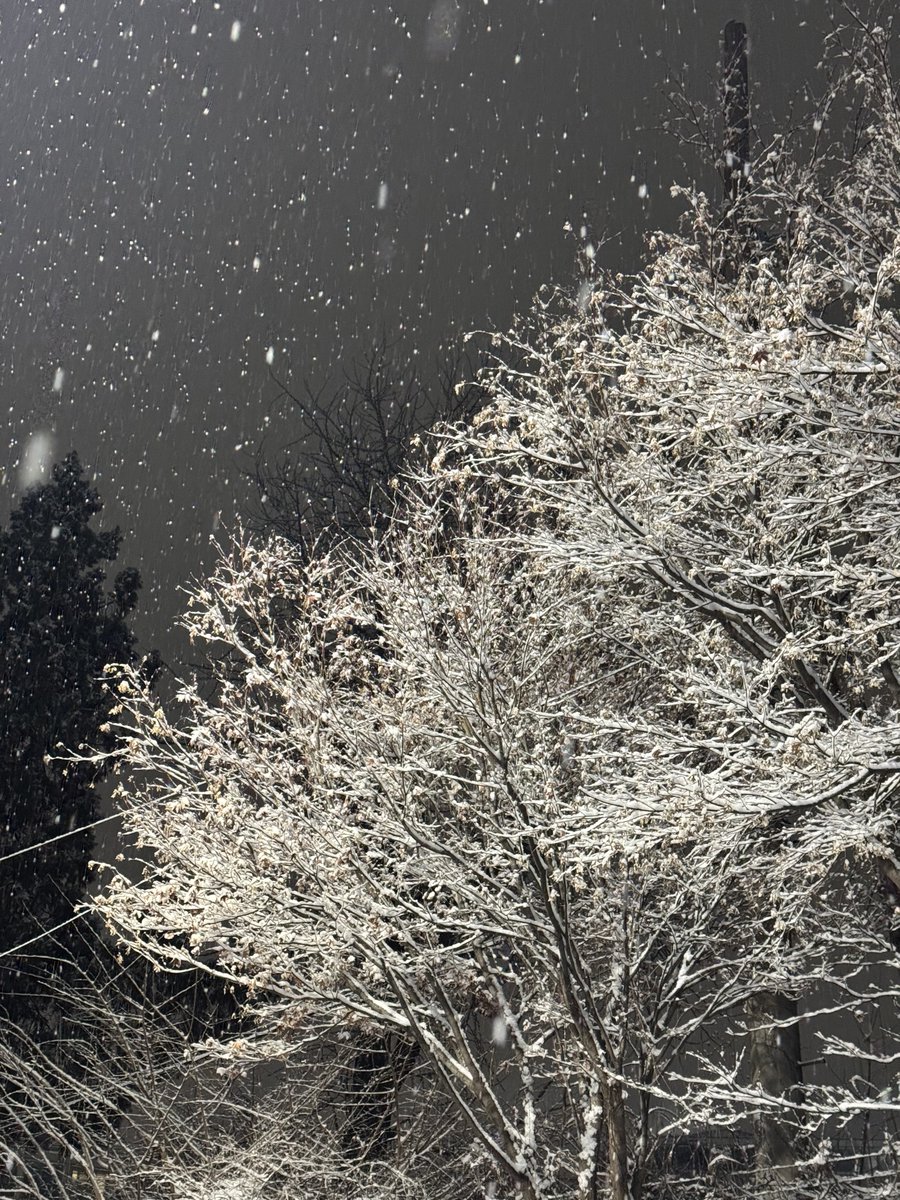 tixbykaira's tweet image. it’s snowing a looooot here 🥹🌨️❄️