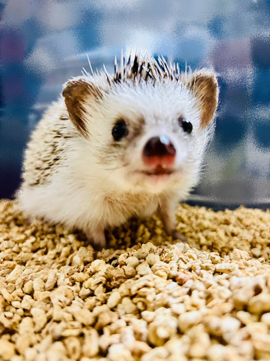 sw_iori's tweet image. お疲れ様です、お嬢様。
ぽてつはほんのちょっとだけ手に乗せられるようにはなったものの、大急ぎで逃げてゆきます。