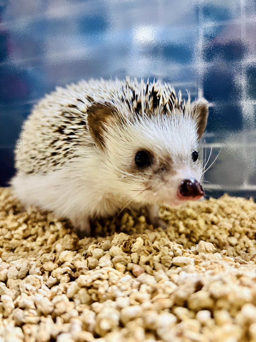 sw_iori's tweet image. お疲れ様です、お嬢様。
ぽてつはほんのちょっとだけ手に乗せられるようにはなったものの、大急ぎで逃げてゆきます。