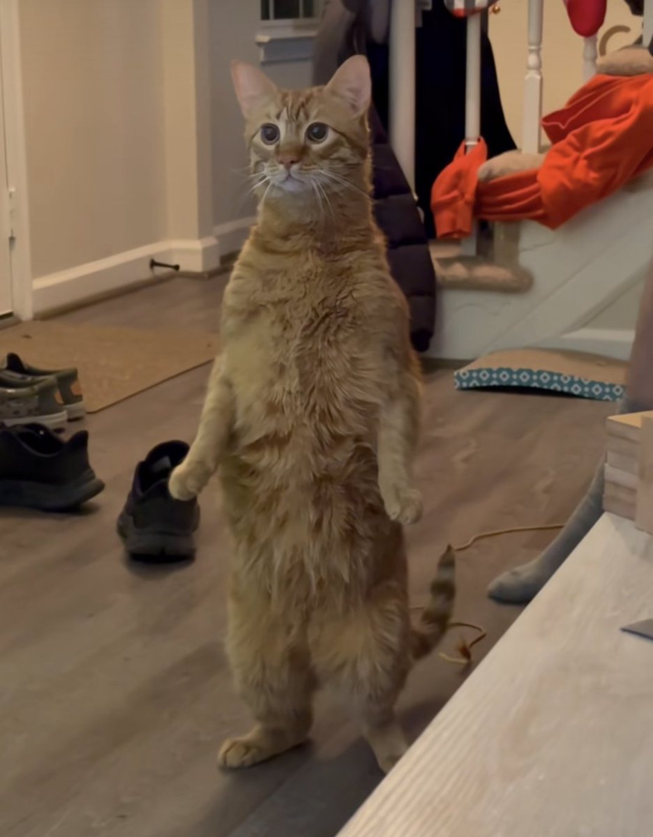 AnthroAesthetic 🔜TFF🔜 AC🔜Denfur? tweet media