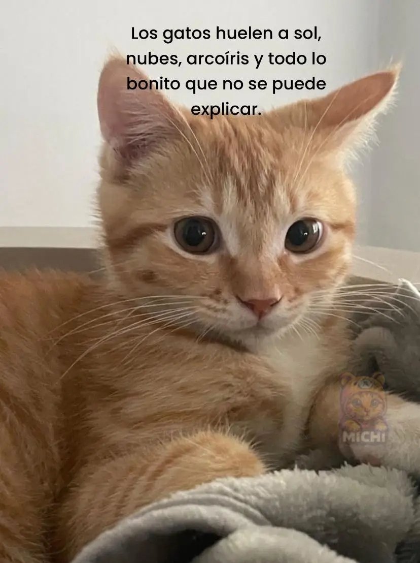tiofelino2's tweet image. Así de bonito huelen los gatos 🐱🐾