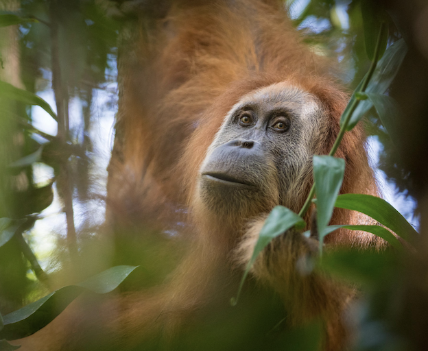 WorldApeFund's tweet photo. Indonesia takes action against mining firms after floods devastate population of world’s rarest ape: https://t.co/b2BUmBAr1w https://t.co/4xYvm797yH