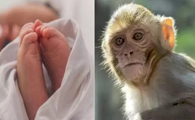 varshabts999's tweet image. పసికందును బావిలో పడేసిన కోతి కాపాడిన డైపర్ 🐵

తల్లి చేతుల్లో ఉన్న పసికందును కోతి లాక్కెళ్లి బావిలో పడేస్తే.. చిన్నారికి వేసిన డైపర్‌ వల్ల ప్రాణాలు నిలిచిన ఘటన ఛత్తీస్‌గఢ్‌లో చోటుచేసుకుంది. #Chathisghad #monkey #BabyCare #Punjab