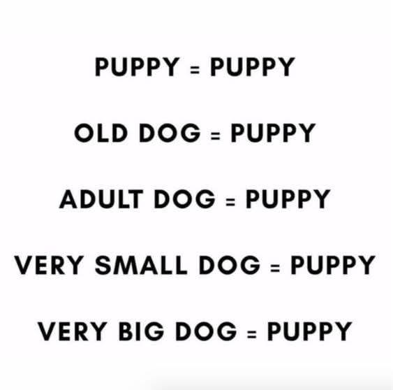 HeckinGoodDogs's tweet image. 