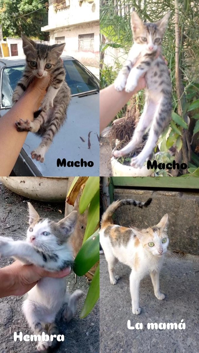 yaracalcagno's tweet image. Difundo. 🚨 están en situación de calle uno de los bebés murió necesitan hogar urgente la,mamá se va a esterilizar 04122040175. Guarenas. Se llevan a su nuevo hogar.