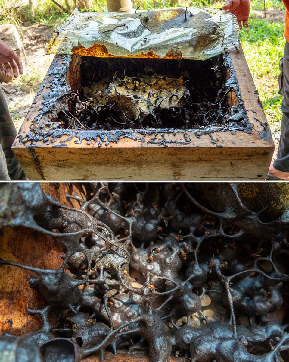 Orang-Utans In Not tweet media