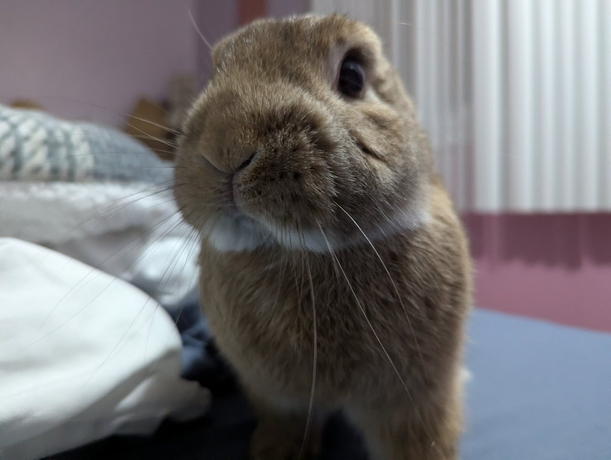 RockyDwarfBunny's tweet photo. i . . . yes, i . finished thinking https://t.co/jxhNwdRdMQ