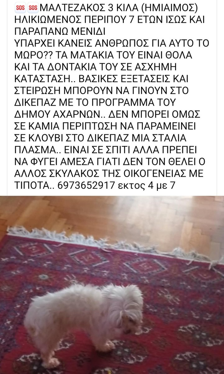 KatKatPt's tweet photo. 🆘️🆘️🆘️
Μαλτεζακι ημιαιμο περίπου 7 ετών κ 3 κιλά αναζητεί σπίτι άμεσα
Φιλοξενείται προσωρινά αλλά πρέπει να φύγει άμεσα γτ δν τον θέλει ο άλλος σκύλος του σπιτιού
Εξετάσεις κ στείρωση μπορούν να γίνουν στο ΔΙΚΕΠΑΖ αλλά δν πρέπει να μείνει αυτό το πλάσμα σε κλουβί
Rt 🙏🙏🙏 https://t.co/vbyQcDg8nM
