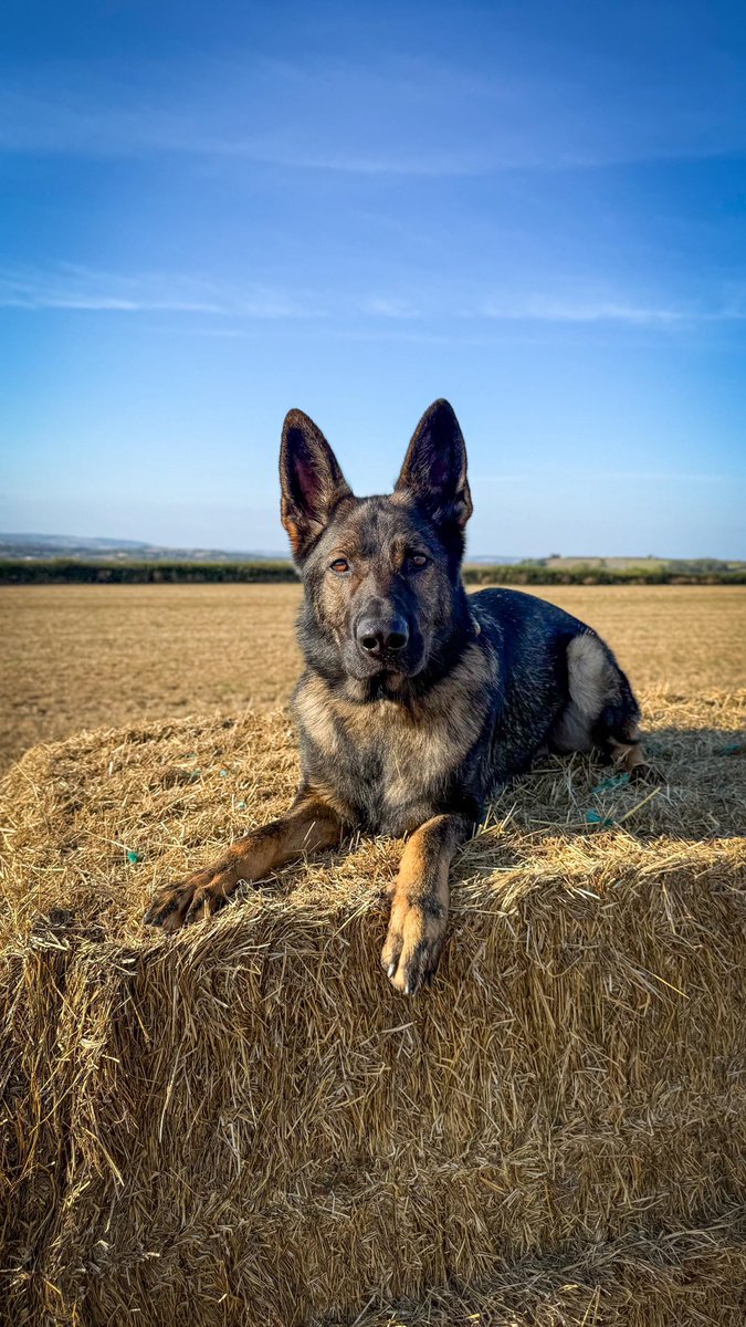 Devon Police Dogs tweet media