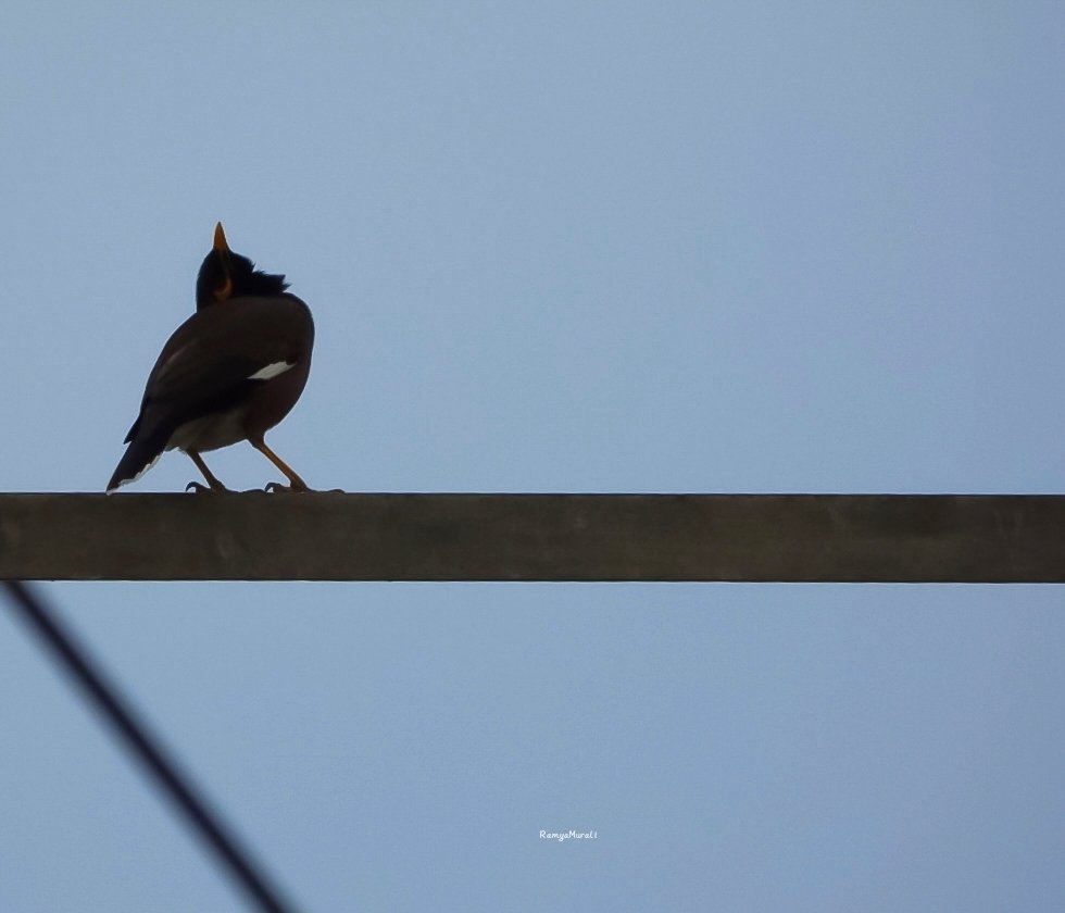 drramyamurali's tweet image. Minimalist