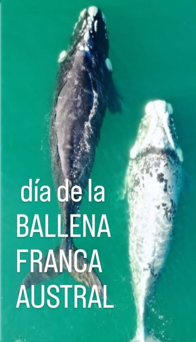 Alius Maximos tweet media