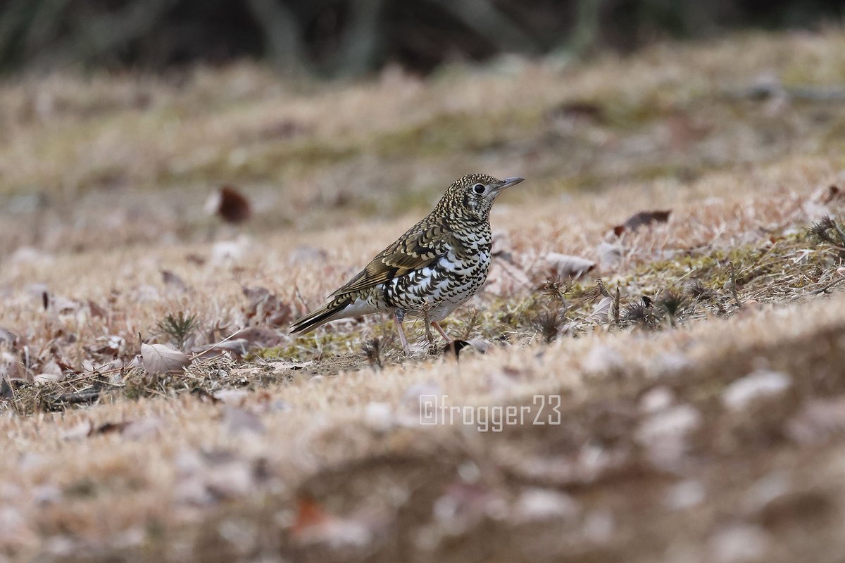 ひさびさにいっぱい鳥撮りました。楽しい。ツグミ、ビンズイ、カシラダカ、トラツグミ