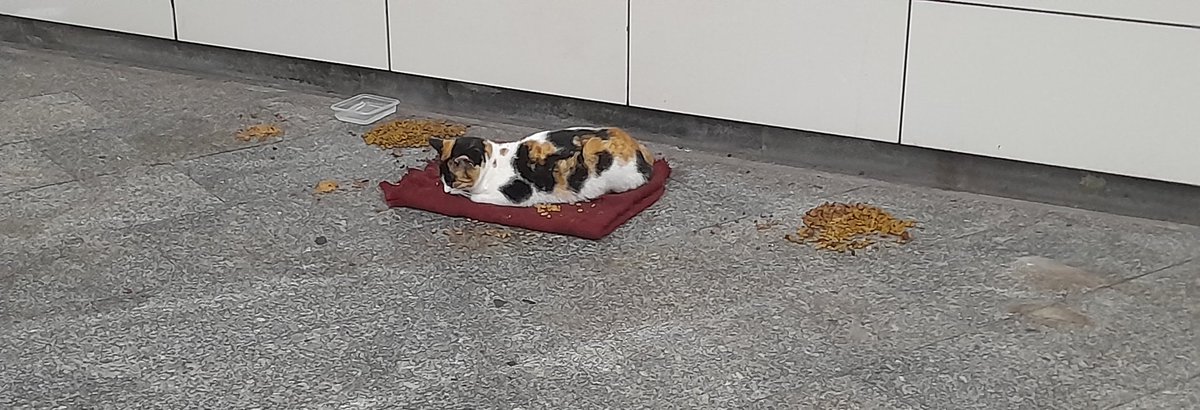 Bakın bu normal değil!
Şunu yapanlar da normal değildir.
yine aynı yerlerde hayvan pislikleri de var. 
<a href="/istanbulbld/">İstanbul Büyükşehir Belediyesi</a> <a href="/metroistanbul/">Metro İstanbul</a> arkadaşlar bostancı metro istasyonu gerçekten çok kötü durumda.