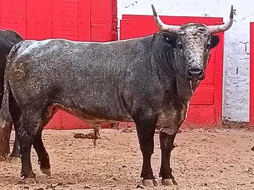 Reseñan toros de Teófilo Gómez en Guadalajara
tinyurl.com/msns3zc6