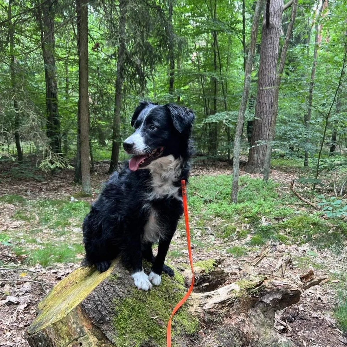 Pepsi szuka domu. Dorosły, spokojny border collie, który pragnie stabilnego domu i człowieka z sercem. Lubi spacery i ciszę. Podaruj mu szansę – odwdzięczy się zaufaniem. ❤️ napaluchu.waw.pl/pet/0900000271/