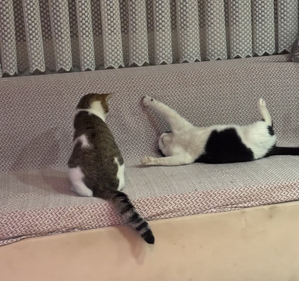 aile evinde kaos hakim wğföwpfkwodkşsx