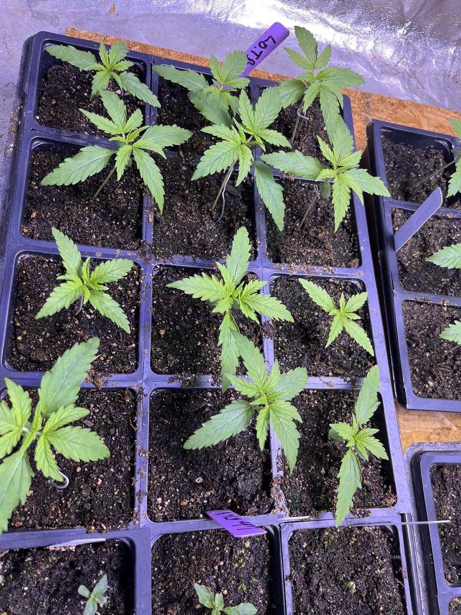 NorStar Genetics tweet media