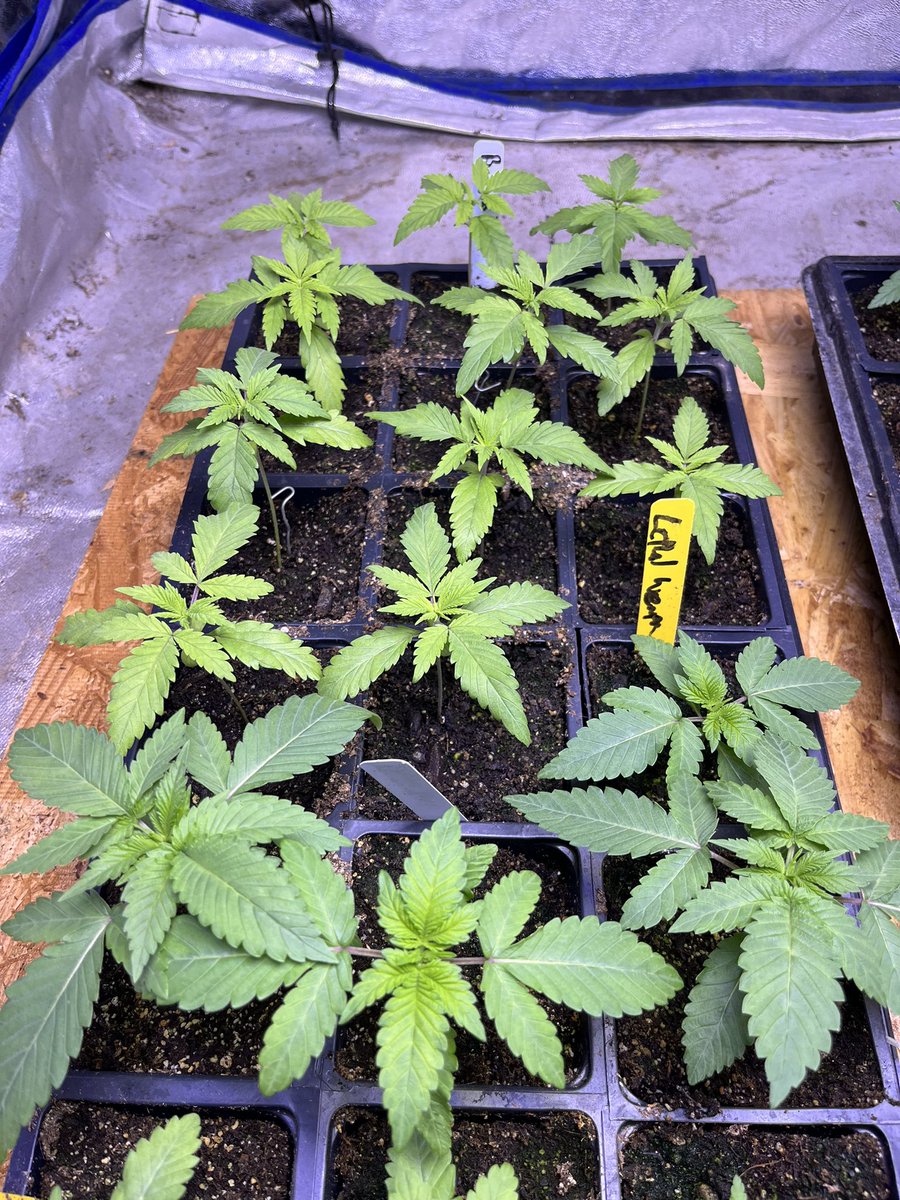 NorStar Genetics tweet media