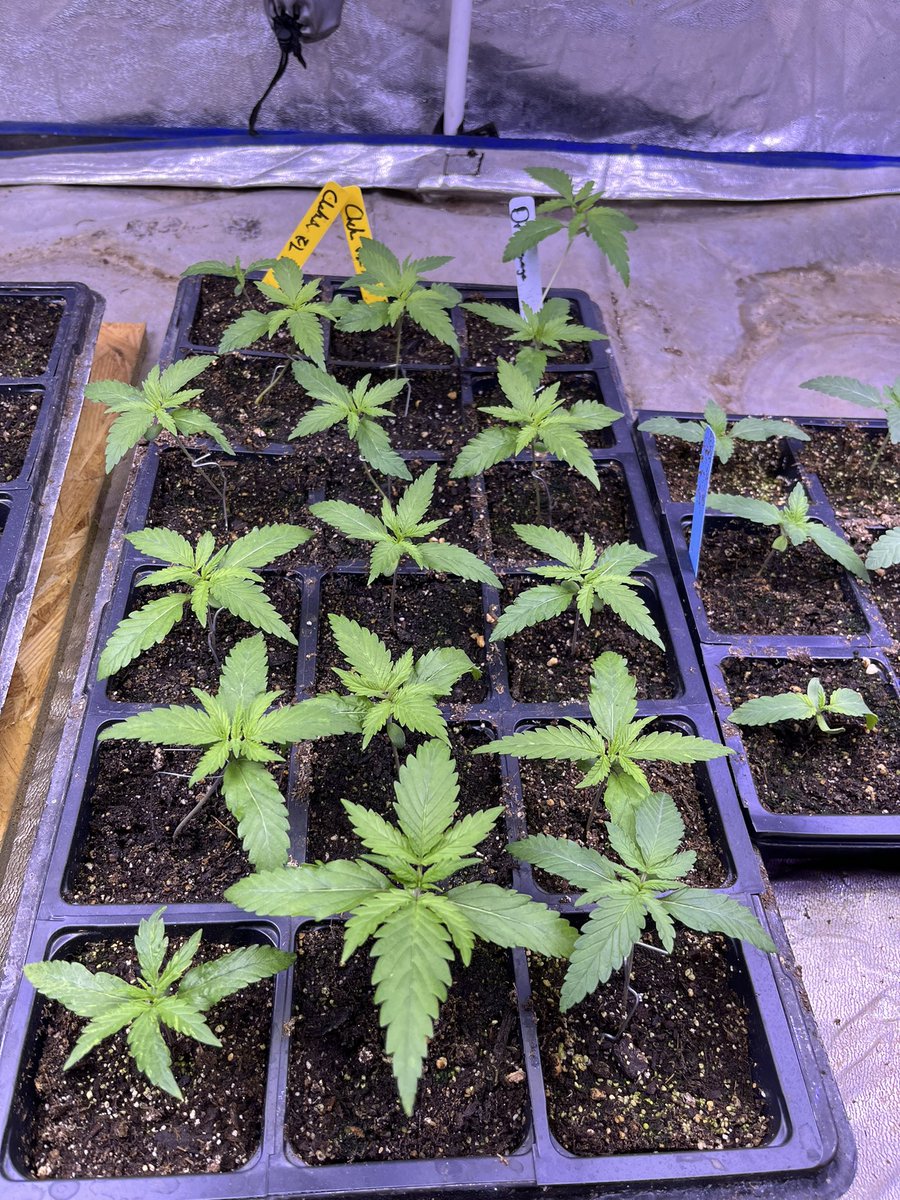 NorStar Genetics tweet media
