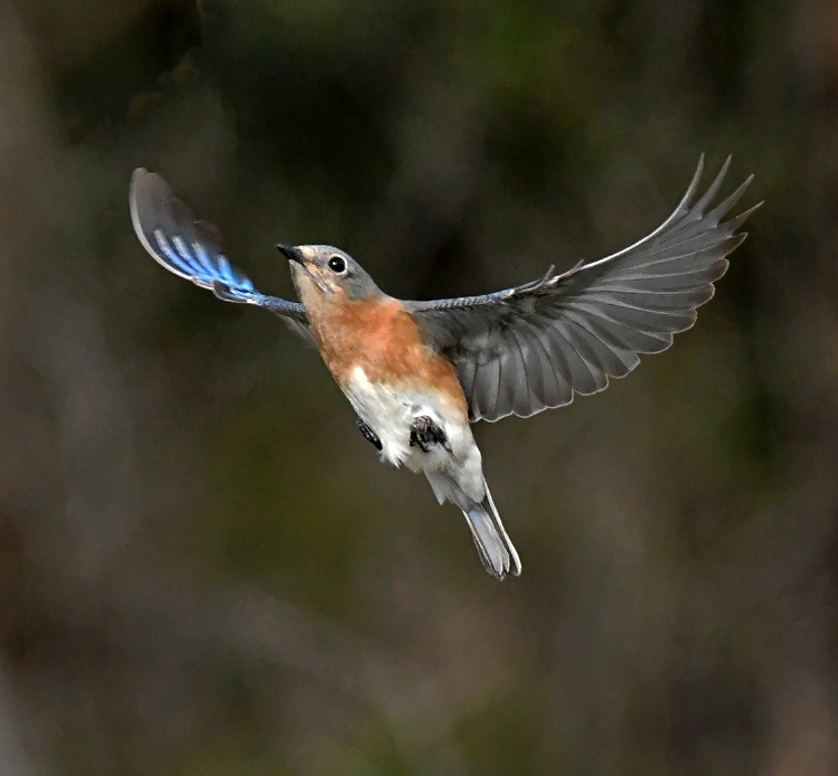 StuartH89403516's tweet image. #FlyDay #Bluebird #FemaleBirds #Birds #Nikon #BirdsinFlight #WildlifePhotography #Oklahoma 
 A female Bluebird flies upward in search of insects.
