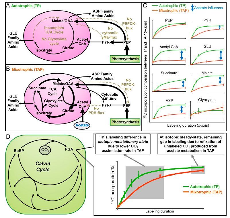 tk_ozawa's tweet photo. Great work by Koley, Foley et al. (2026) on comparing autotrophic and #mixotrophic metabolism in the green alga #Chlamydomonas by using isotopically nonstationary metabolic flux analysis (INST-MFA) with 13CO2 labeling.
#Algae #Acetate #MetabolicRewiring
🔗https://t.co/ObQGTJlanB https://t.co/x6CMLa4aIr