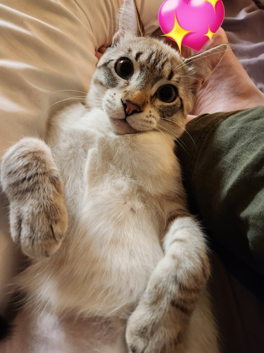 i can't believe i'm lucky enough to type this out, but it's true!! i am SO excited to announce that i have adopted baby Lentil!!! he's been settling in since last Saturday and he's been such a joy to have (even when he's knocking everything i own across the floor)