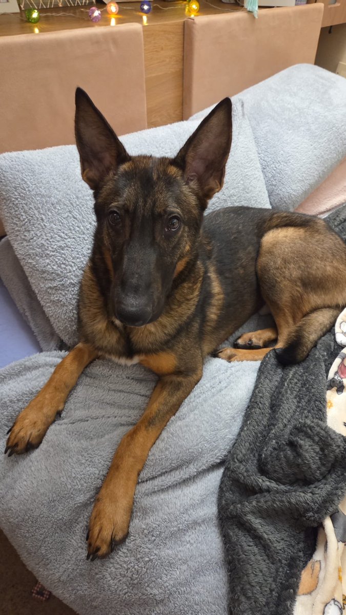 DC_PoliceDogs's tweet image. Having been seized from an abusive owner by the RSPCA Thunder has been in kennels for 3 months but no one wants a Mali x &amp;amp; so he remains there with the threat of being PTS. He is nothing like a Mali just a gentle chap who craves human company. Give him a chance. He is lovely.