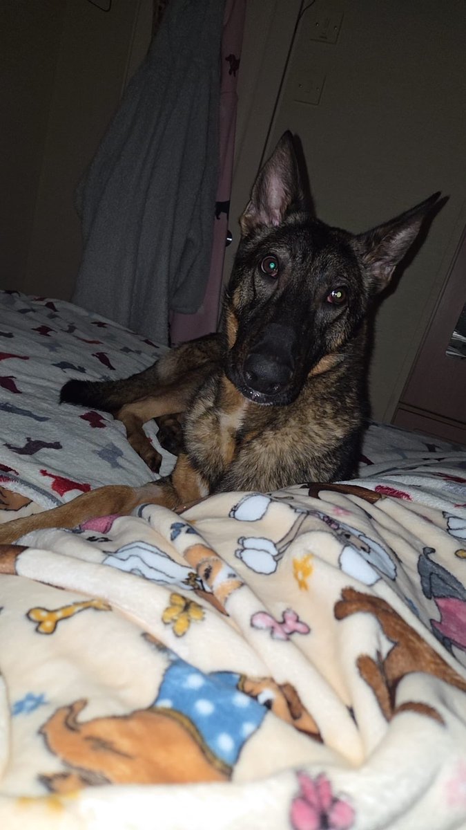 DC_PoliceDogs's tweet image. Having been seized from an abusive owner by the RSPCA Thunder has been in kennels for 3 months but no one wants a Mali x &amp;amp; so he remains there with the threat of being PTS. He is nothing like a Mali just a gentle chap who craves human company. Give him a chance. He is lovely.