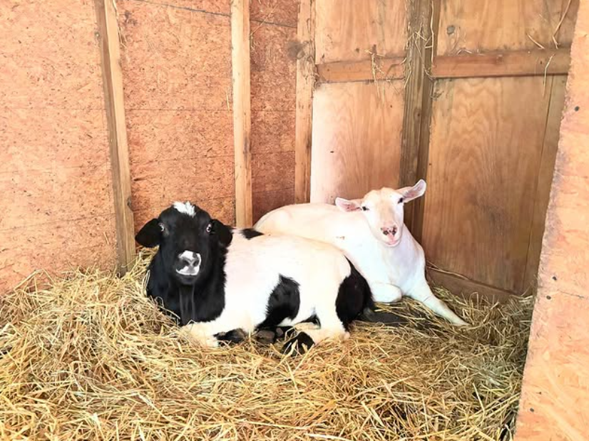 TN_Careers's tweet image. Meet Boo and Pearl! 
Boo is a fainting goat, and Pearl joins him on the farm located right on our work campus; a place employees can visit for a quick breather and a bit of outdoor time. #Goats #farmanimals #ticketnetwork #ticketnetworkcareers