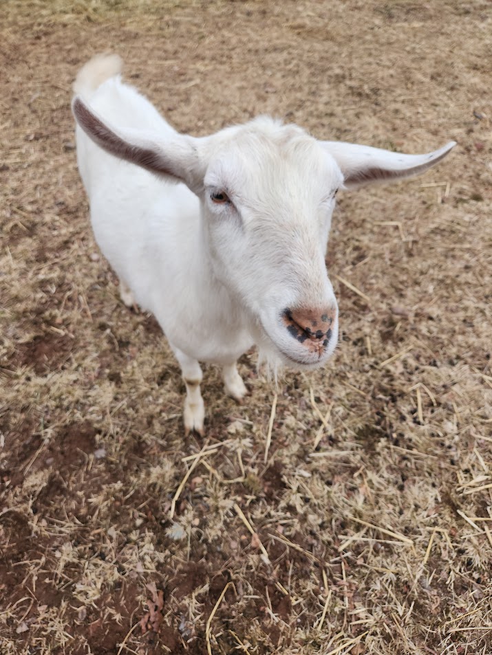TN_Careers's tweet image. Meet Boo and Pearl! 
Boo is a fainting goat, and Pearl joins him on the farm located right on our work campus; a place employees can visit for a quick breather and a bit of outdoor time. #Goats #farmanimals #ticketnetwork #ticketnetworkcareers