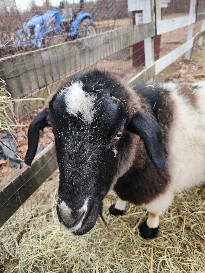 TN_Careers's tweet image. Meet Boo and Pearl! 
Boo is a fainting goat, and Pearl joins him on the farm located right on our work campus; a place employees can visit for a quick breather and a bit of outdoor time. #Goats #farmanimals #ticketnetwork #ticketnetworkcareers