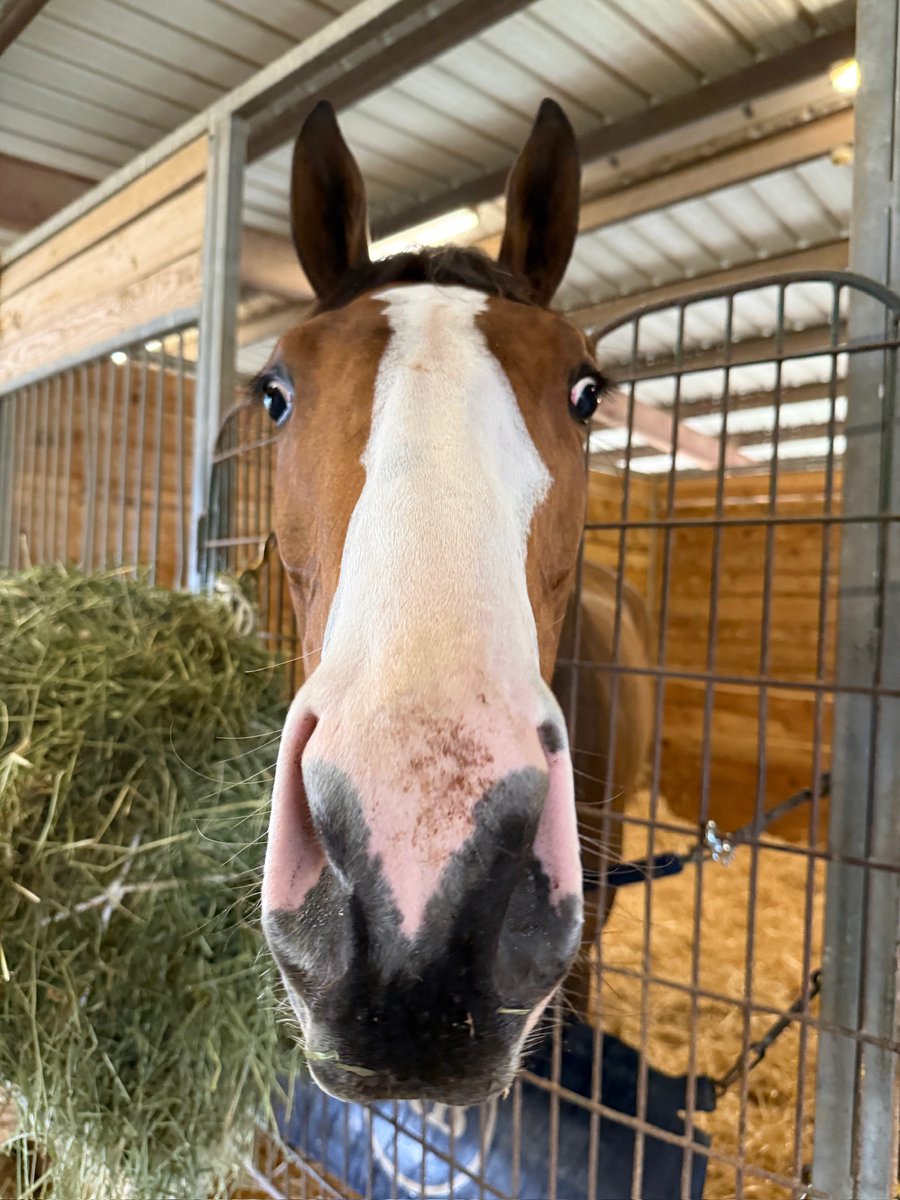 Sam Houston Race Park tweet media