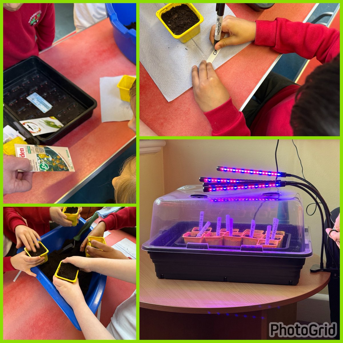 Year 2 gardeners kicked off the 2026 growing season by sowing chilli peppers this afternoon😊