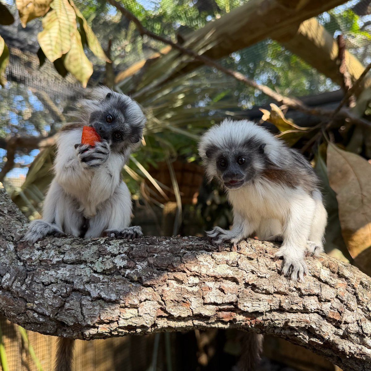 StAugAlligatorFarm tweet media