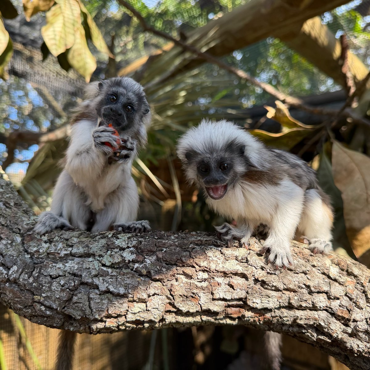 StAugAlligatorFarm tweet media