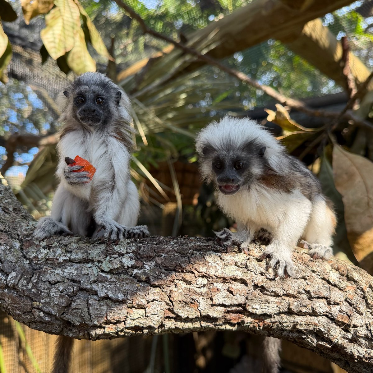 StAugAlligatorFarm tweet media