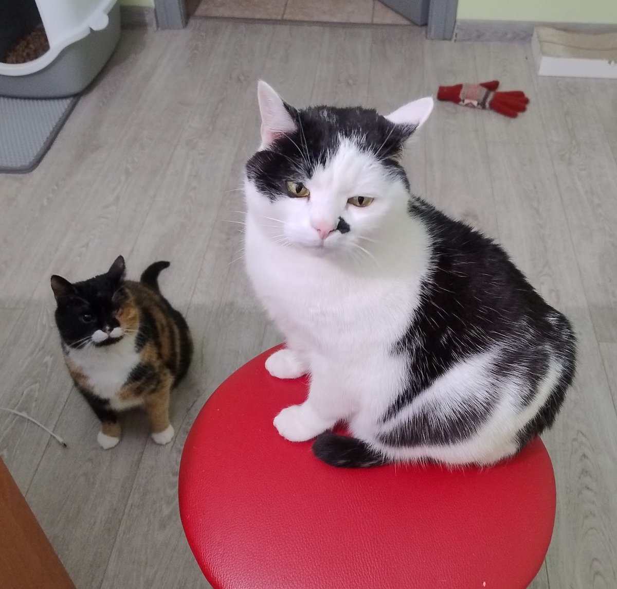 ПідйомПеревертень tweet media