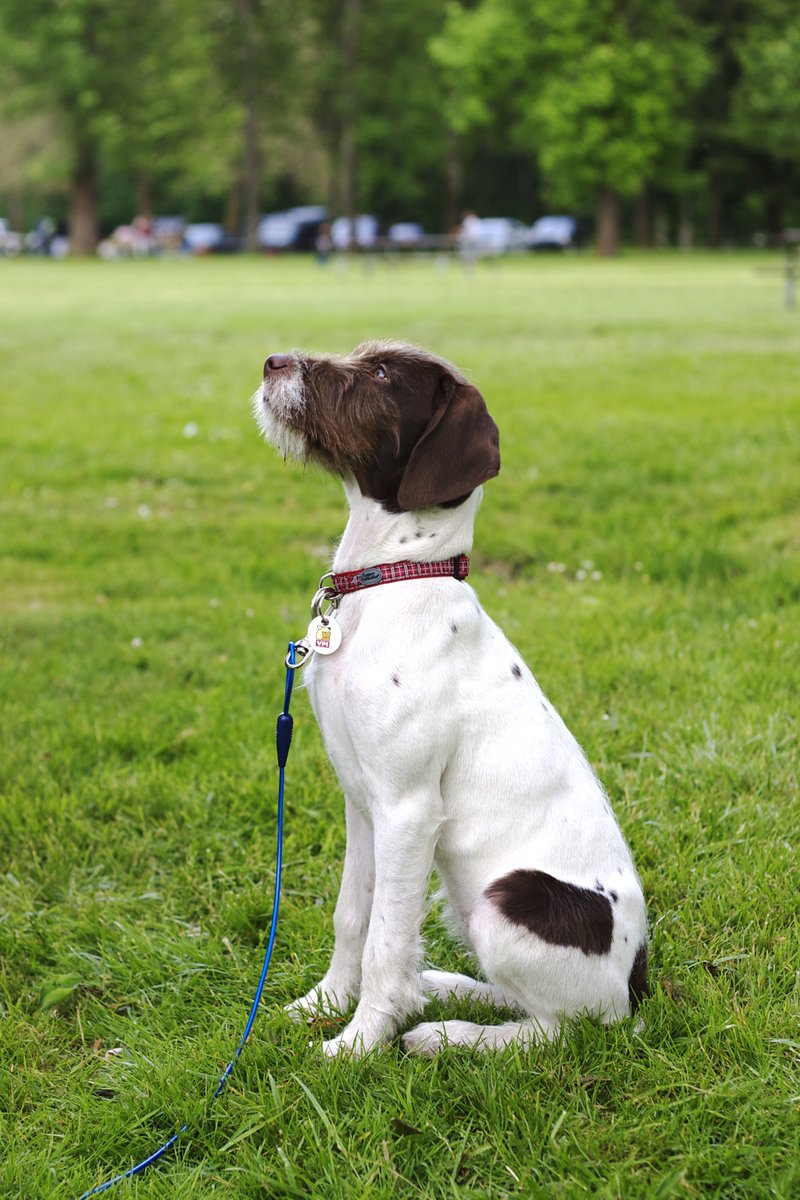 dbdancer's tweet image. 2016 год Сабакі