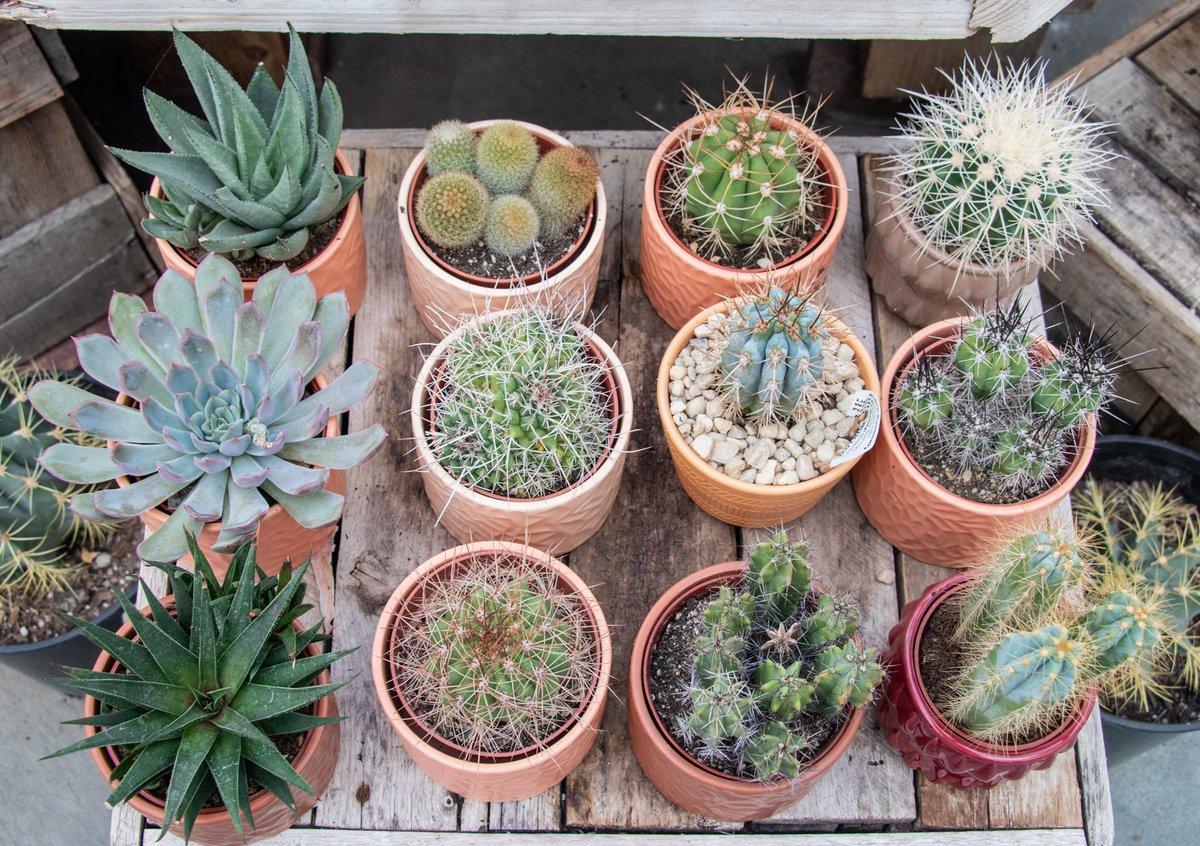 LanohaNurseries's tweet image. Low maintenance &amp;amp; high personality, cactus are the perfect plant for adding texture and style with minimal effort. Spiky on the outside &amp;amp; easy on the inside. Grab yours today.
#CactusCollection #PlantDecor #PotteryAndPlants #CactusVibes #Houseplants #shoplocal