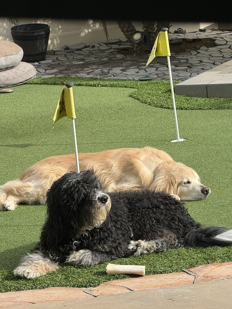 The Adventures of Beau & Dusty tweet media