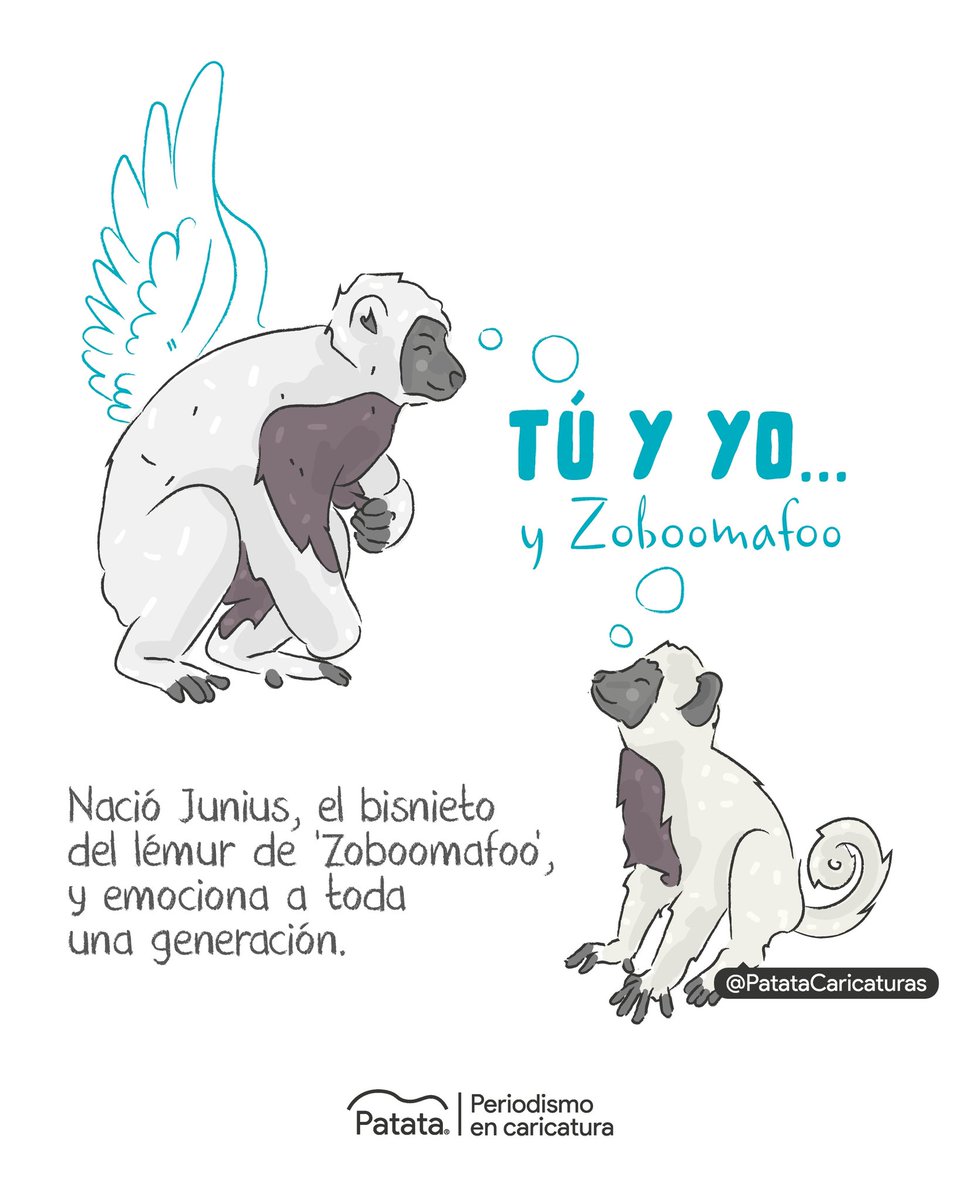 Patata Caricaturas tweet media