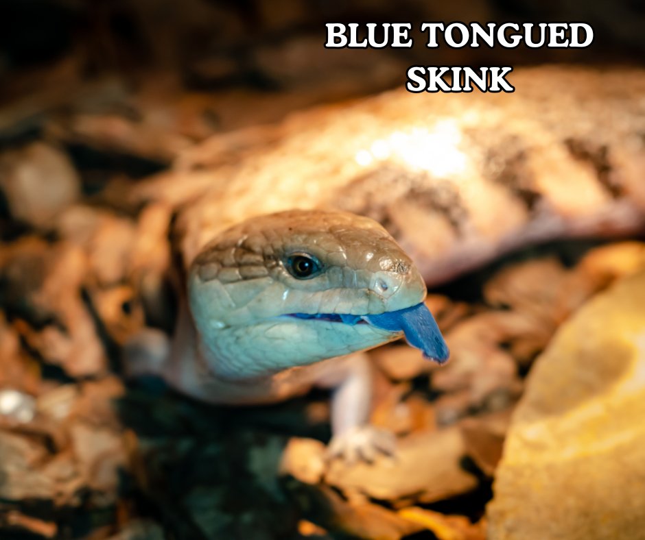 Repticon tweet media