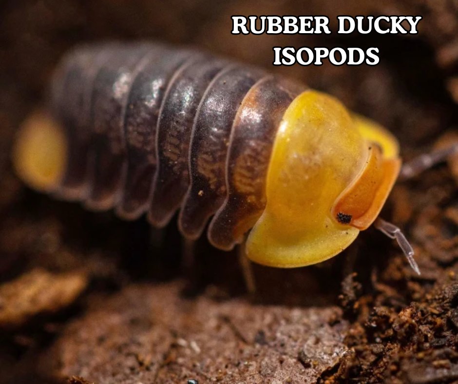 Repticon tweet media