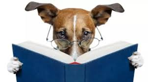 Вперше в житті побачив собачу колаборацію. Годую котів біля воріт і під ними є шпарина, в яку коти пролазять, а собаки - ні. Місцева собача банда привела маленького песа, який проліз під ворота і підтягнув до воріт миски з котячею їжею, де їми заволоділи великі собаки.