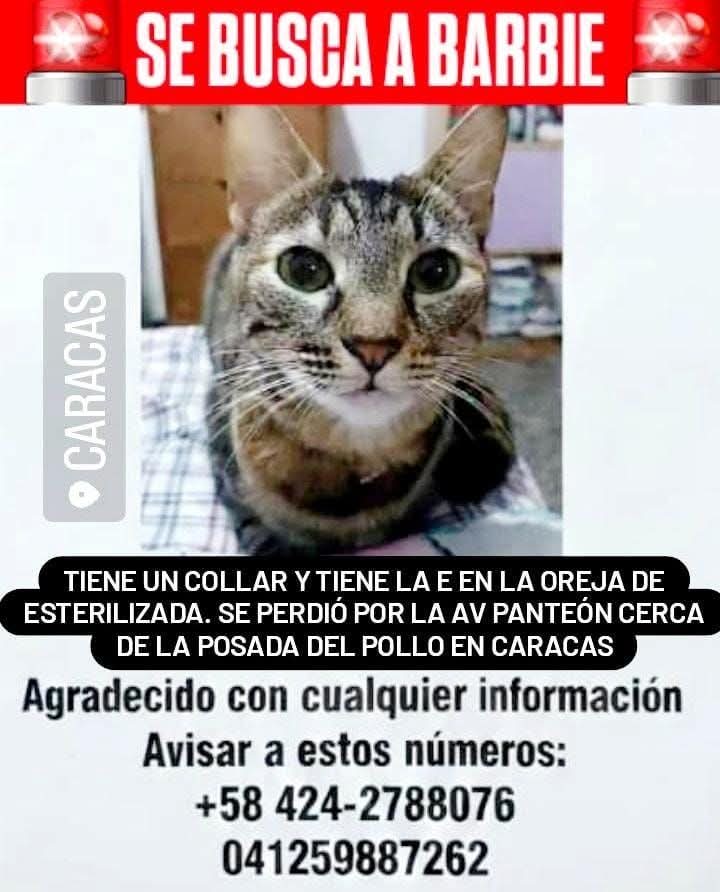 PerroUsuario's tweet image. Se busca a Barbie 🐱
Av Panteón en Caracas
0424-2788076