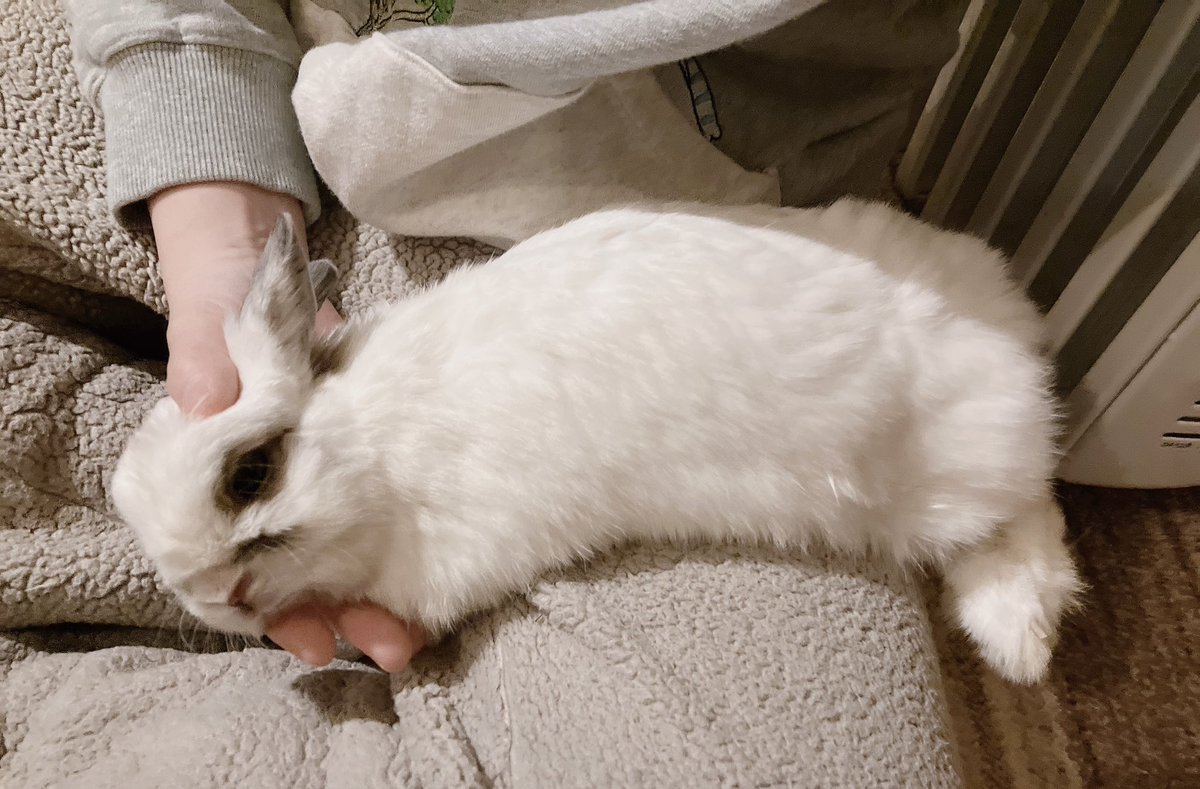 suzu_mofmof's tweet image. まさかのごろん